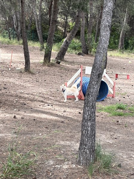 ABC du Chien - photo 3