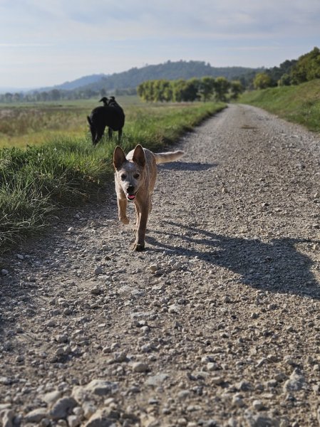 Re-active Dogs - photo 1