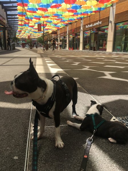 Mine d'Or, L'Esprit Canin - Education canine bienveillante et respectueuse - photo 1