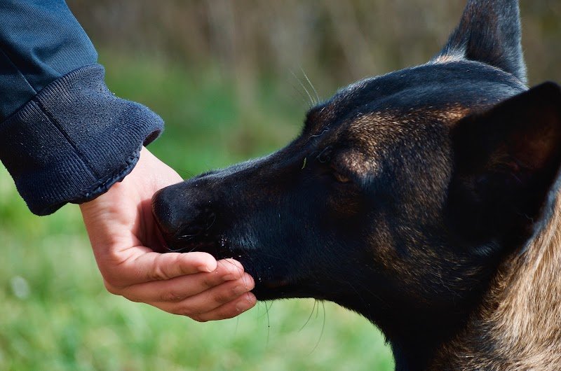 Au cas par cas - Éducateur canin - photo 1