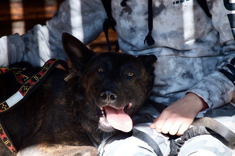 Au cas par cas - Éducateur canin - photo 2