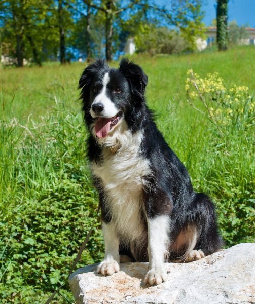 Au cas par cas - Éducateur canin - photo 3