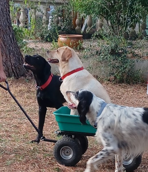 Le Mas Canin - Education canine - photo 1