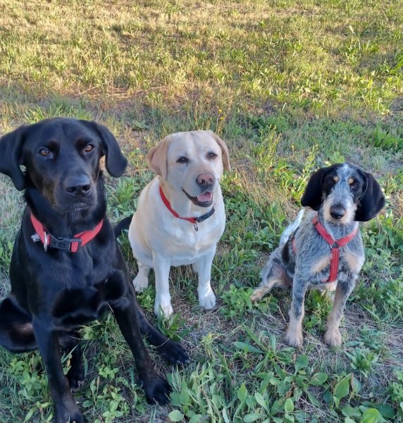 Le Mas Canin - Education canine - photo 2