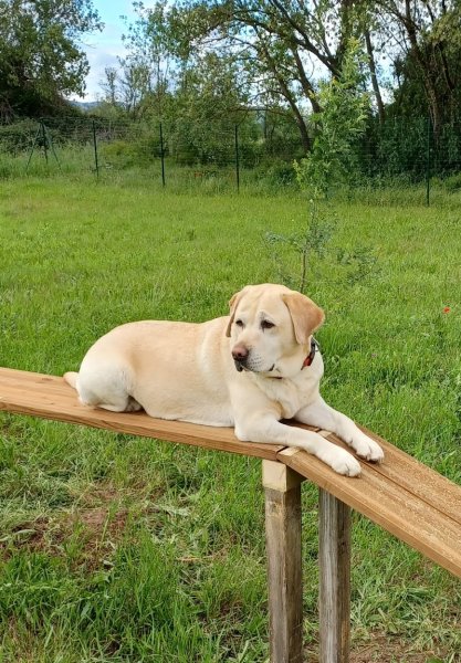 Le Mas Canin - Education canine - photo 3