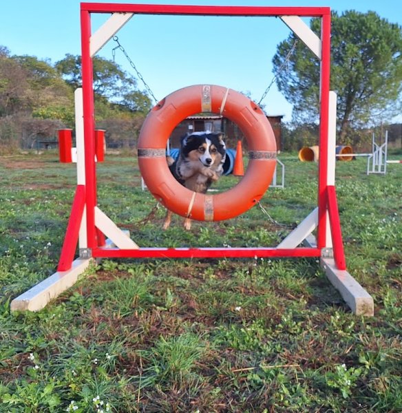 Éducation canine 34 - photo 1