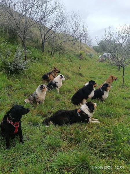 Éducation canine 34 - photo 2