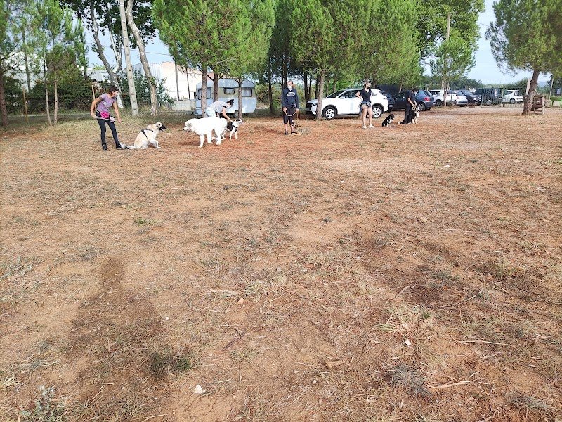 Éducation canine 34 - photo 3