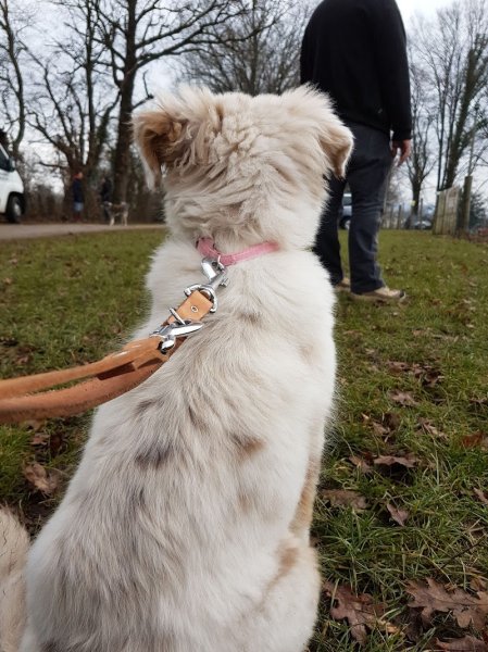 Club du Chien de Bourg-en-Bresse - photo 2