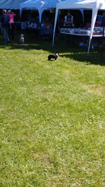 Club du Chien de Bourg-en-Bresse - photo 3