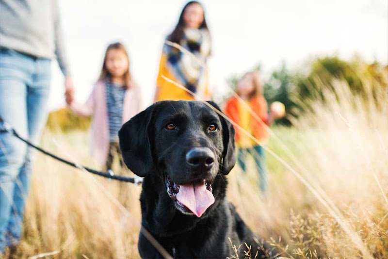 Anne Guittard - Educatrice & Comportementaliste canin - photo 2