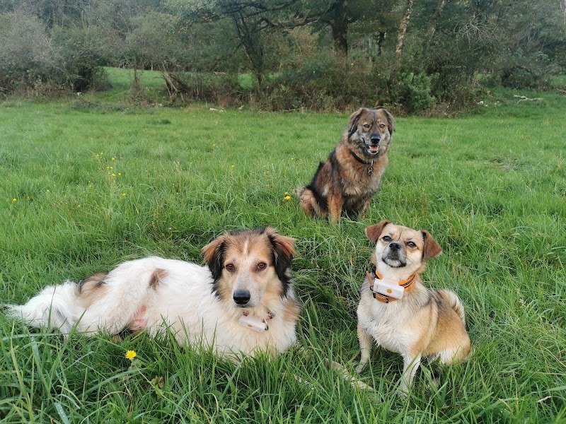 Anne Guittard - Educatrice & Comportementaliste canin - photo 3