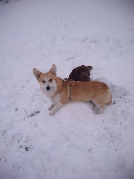 Entre chiens et nous Éducateur canin
