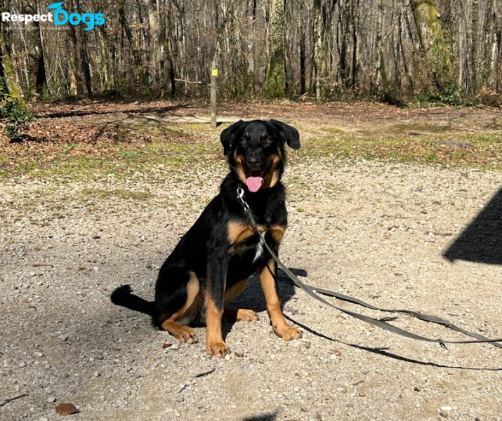 Éducateur canin RespectDogs Ambérieu-en-Bugey - photo 2