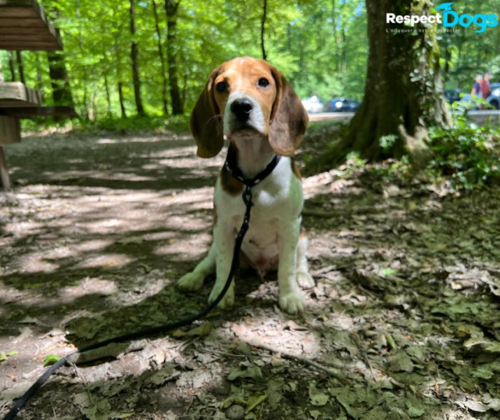 Éducateur canin RespectDogs Ambérieu-en-Bugey - photo 3