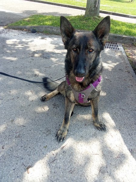 Vesma Cabaka - Educateur canin bienveillance