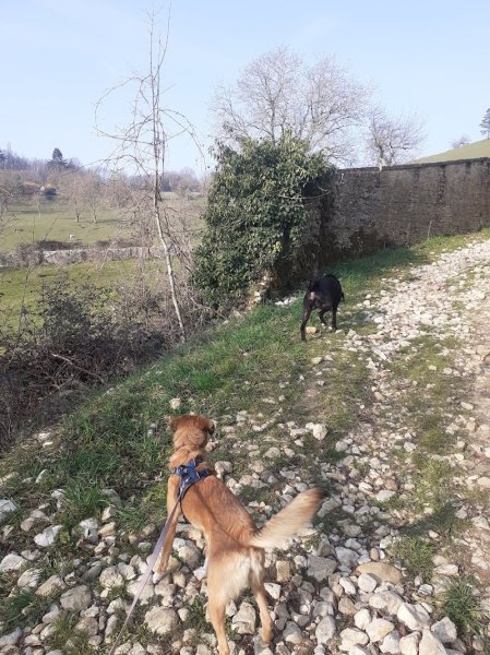 Vesma Cabaka - Educateur canin bienveillance - photo 2