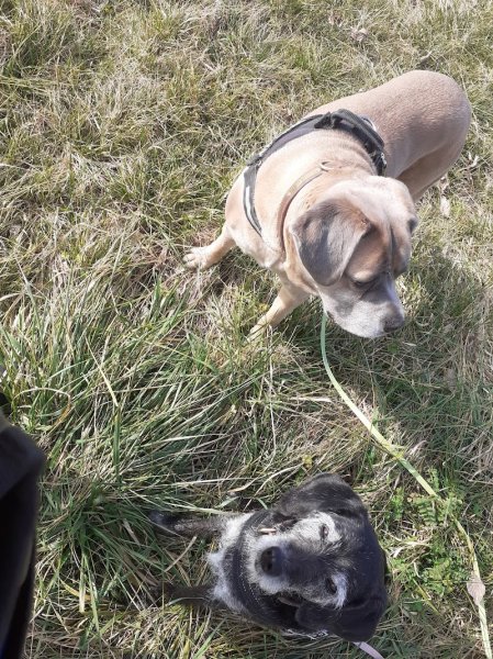 Vesma Cabaka - Educateur canin bienveillance - photo 3