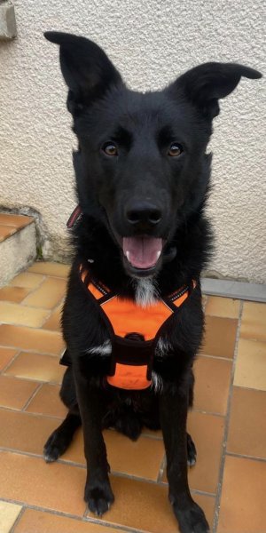 Nature en Pattes - Éducateur & Comportementaliste canin - photo 2