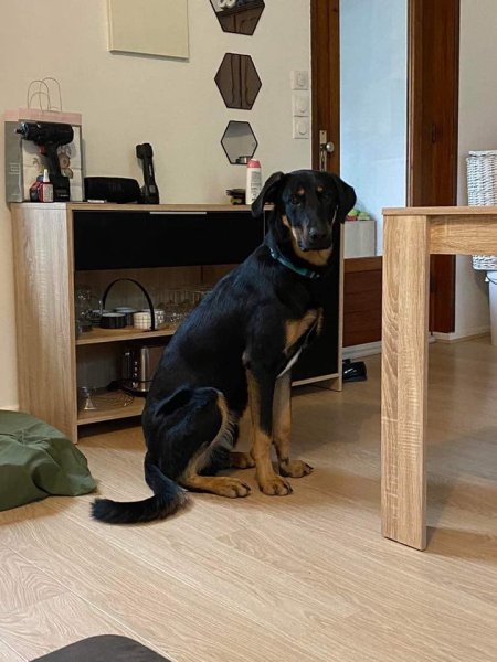 Nature en Pattes - Éducateur & Comportementaliste canin - photo 3