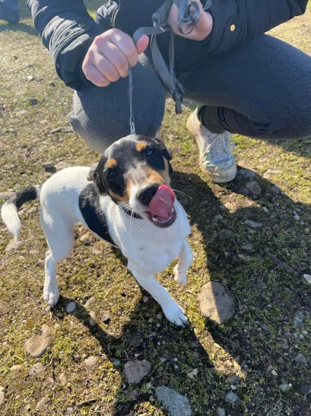 Club des Amis des Chiens - photo 1