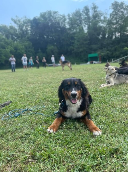 Club des Amis des Chiens - photo 3