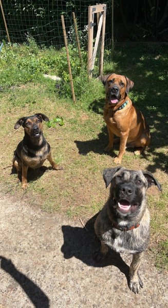 Yrual Dog - Educateur canin comportementaliste