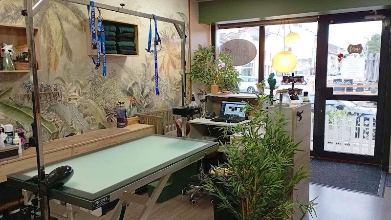 Dog's Home and Co - photo 1