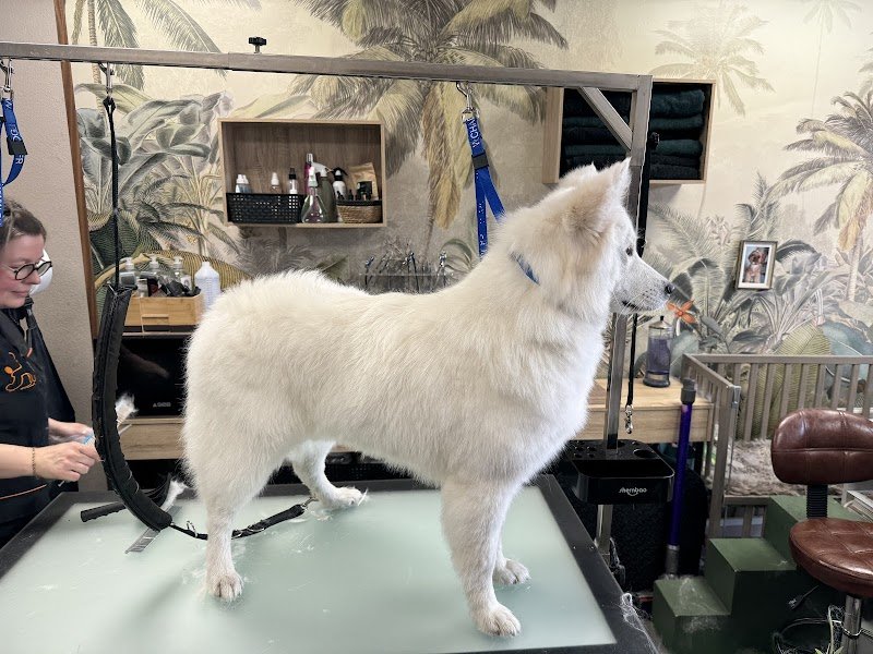 Dog's Home and Co - photo 3