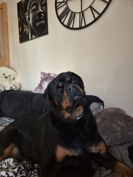 Education Canine du Bugey - photo 1