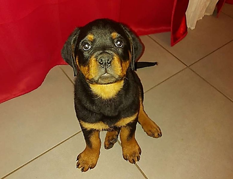 Education Canine du Bugey - photo 2