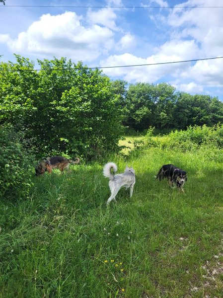Ain monde canin educatrice canine comportementaliste diplômé d'état - photo 2