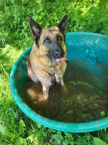 Ain monde canin educatrice canine comportementaliste diplômé d'état - photo 3