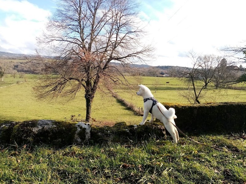 Education Canine à Genève_ Miriam Benoit_LIBRE DANS SES PATTES - photo 1
