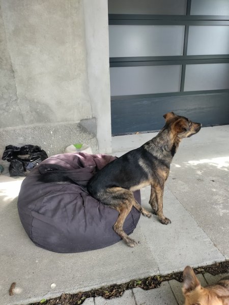 Education Canine à Genève_ Miriam Benoit_LIBRE DANS SES PATTES - photo 2