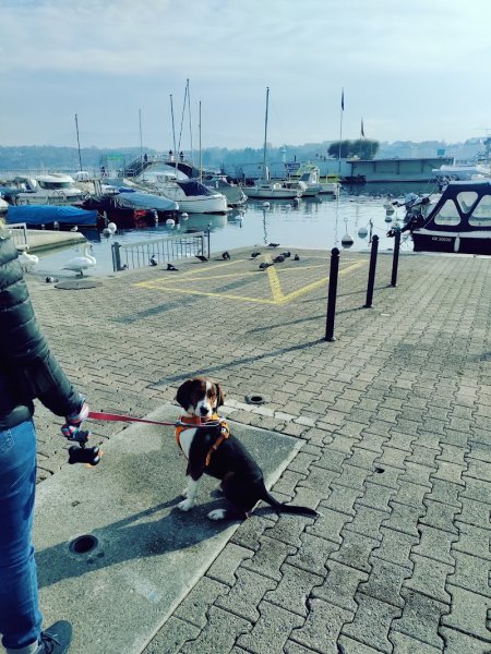 Education Canine à Genève_ Miriam Benoit_LIBRE DANS SES PATTES - photo 3