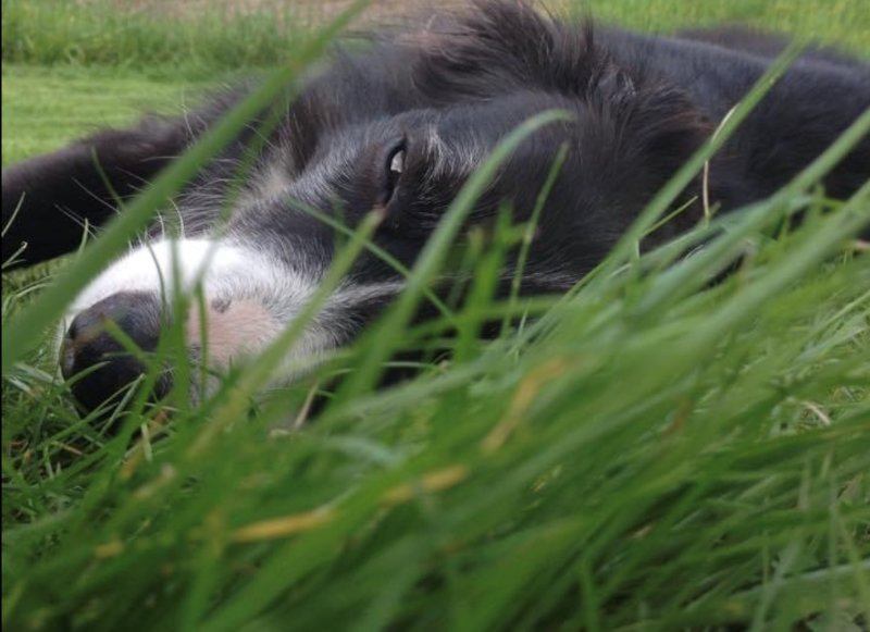 Dog Evolution + Educateur canin comportementaliste