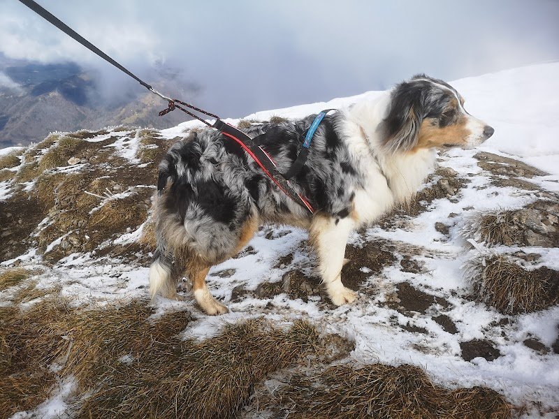 SYLV EDUC Educateur et comportementaliste canin entre Saint-Julien-en-Genevois et Annecy