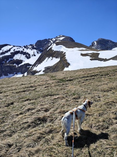 SYLV EDUC Educateur et comportementaliste canin entre Saint-Julien-en-Genevois et Annecy - photo 3