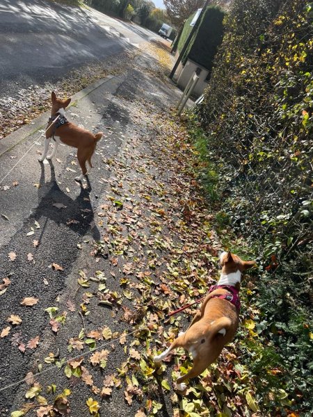 Woof School - Éducation canine