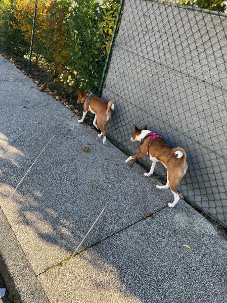 Woof School - Éducation canine - photo 2