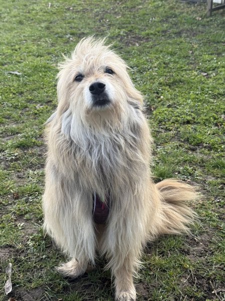 Happy Dogs Genève - Éducation & Comportement canin