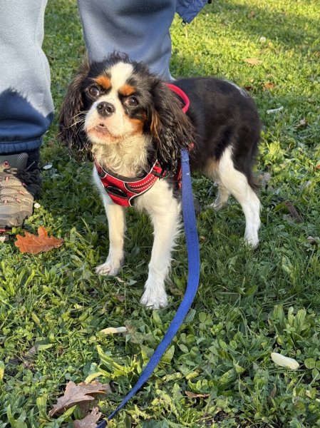 Happy Dogs Genève - Éducation & Comportement canin - photo 2