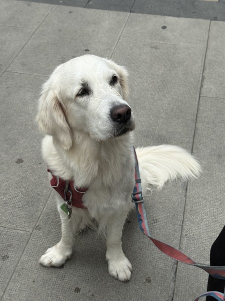 Happy Dogs Genève - Éducation & Comportement canin - photo 3