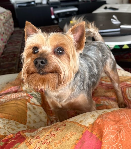 Saint Genis Dog - photo 1