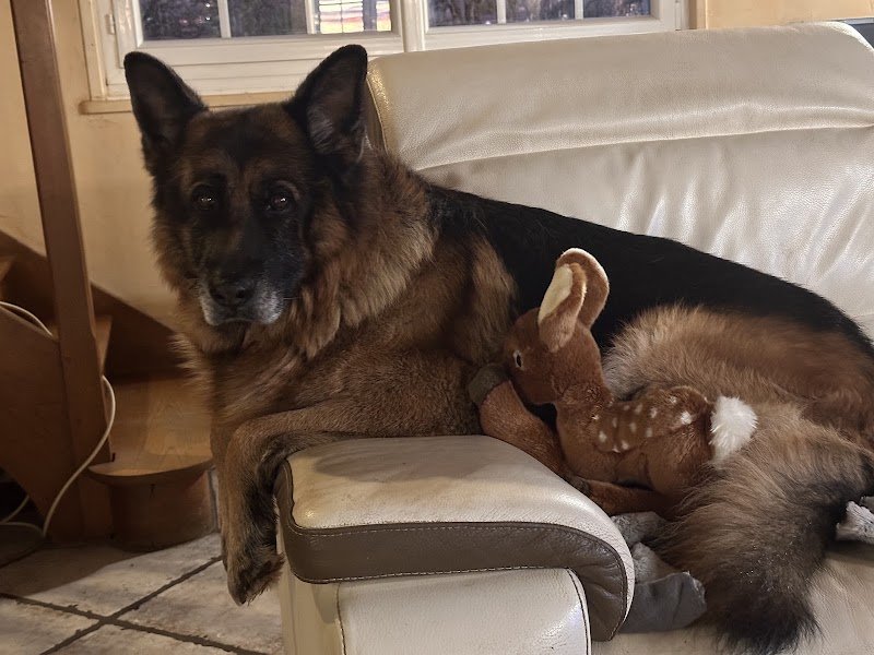 Saint Genis Dog - photo 2