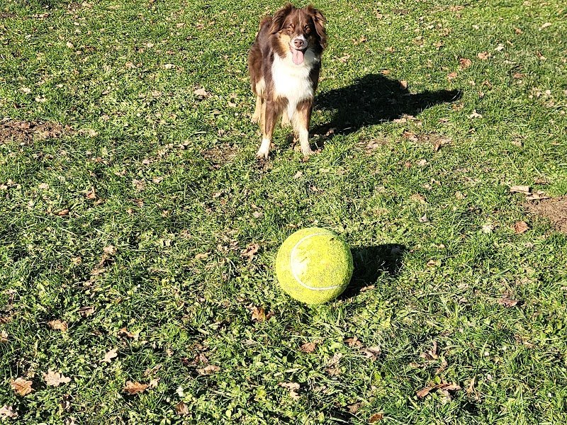 AGPCC KaninDo éducateurs canin - photo 3