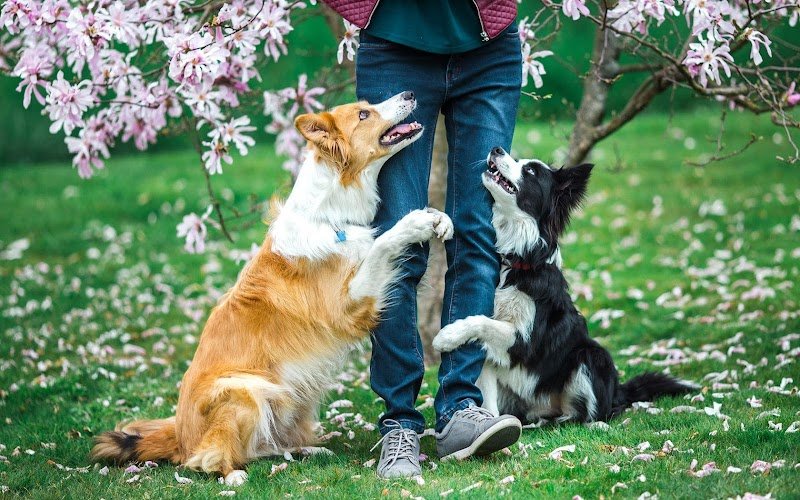 DogDanceMania - photo 2