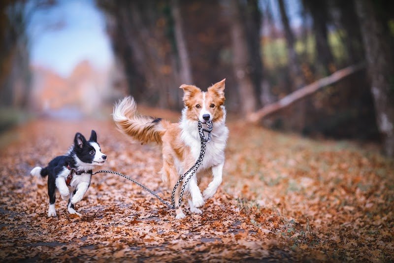 DogDanceMania - photo 3