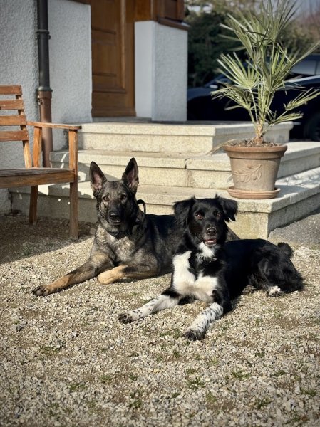 SaveYourDog - photo 2